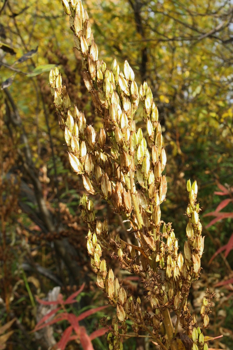 Изображение особи Veratrum lobelianum.