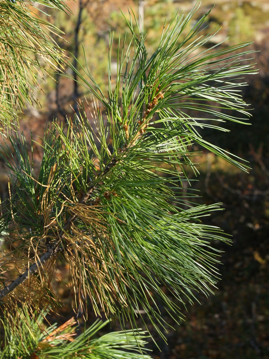 Image of Pinus sibirica specimen.