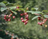 род Cotoneaster