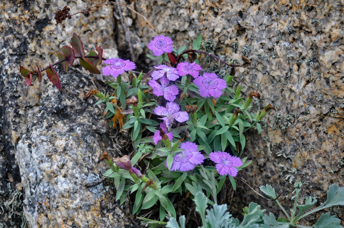 Image of Dianthus chinensis specimen.