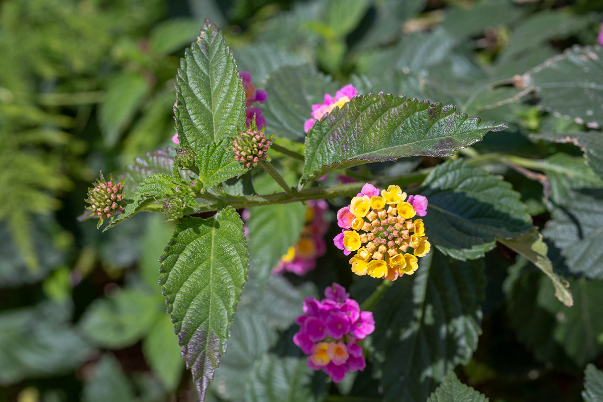 Изображение особи Lantana camara.