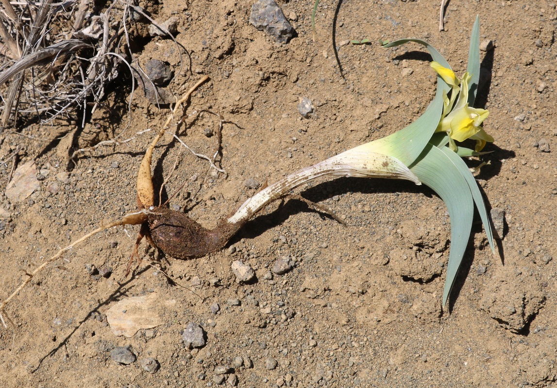 Image of Juno atropatana specimen.