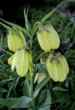 Fritillaria pallidiflora. Верхушка цветущего растения. Санкт-Петербург, парк Ботанического сада БИН РАН, в культуре. 14.05.2022.