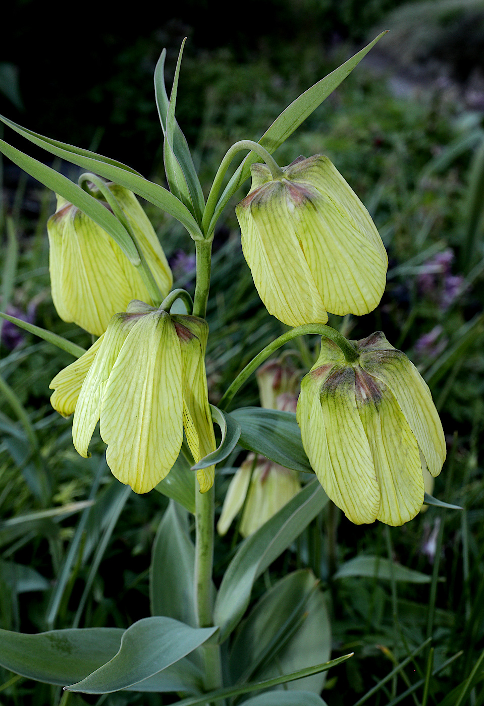 Изображение особи Fritillaria pallidiflora.