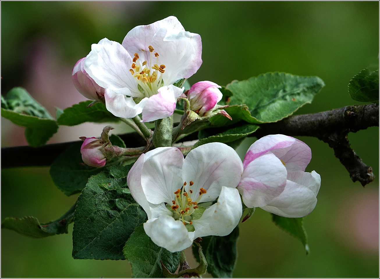 Изображение особи Malus domestica.