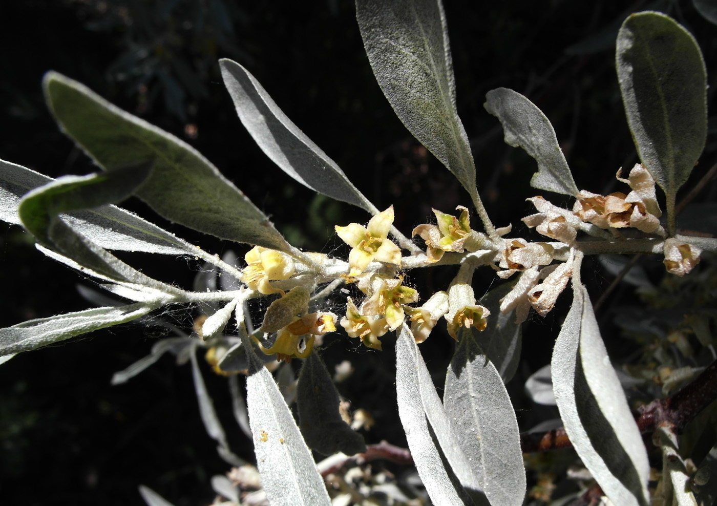 Image of Elaeagnus angustifolia specimen.