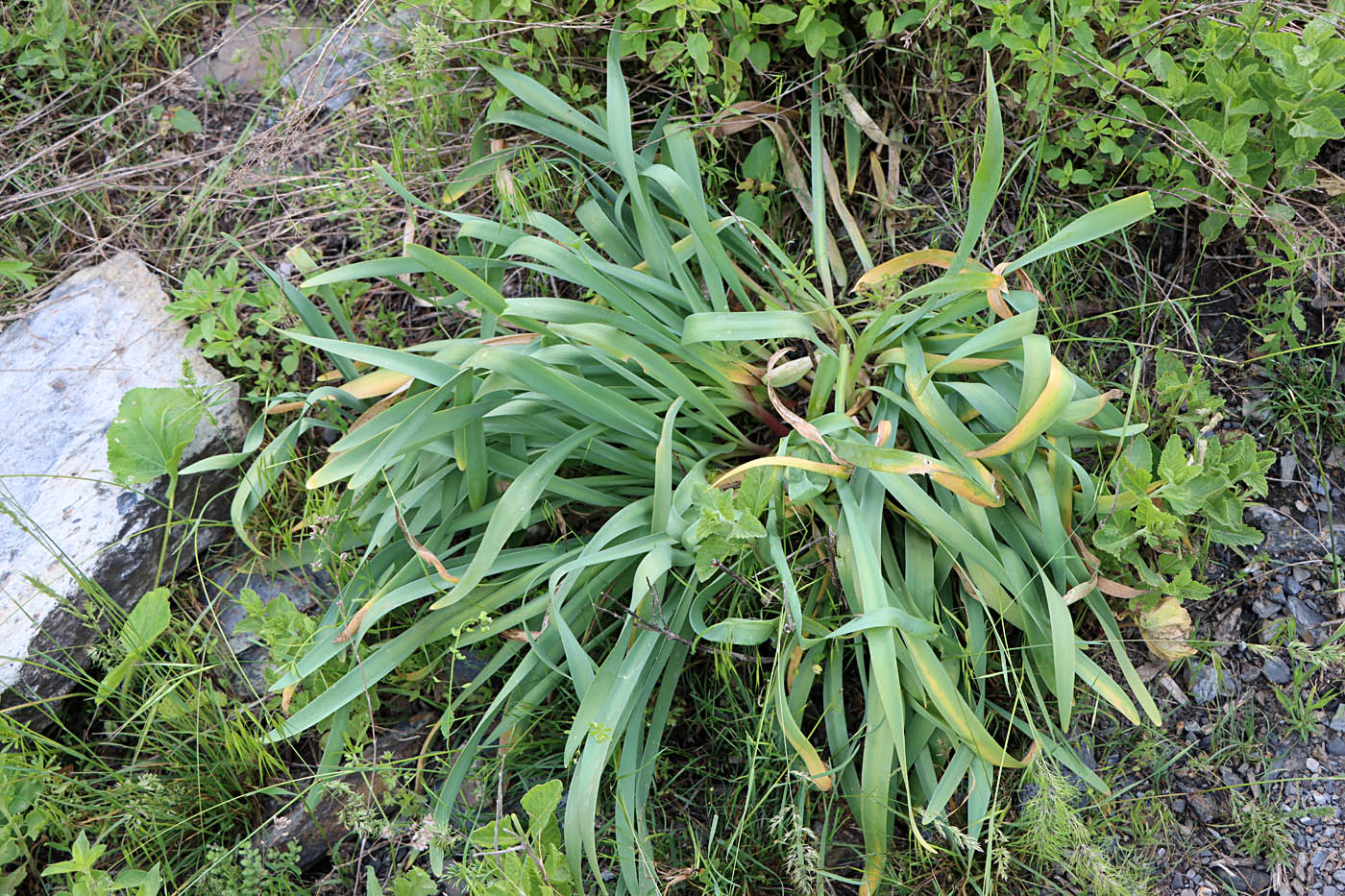 Изображение особи Ungernia oligostroma.