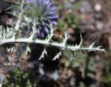 Echinops sibiricus