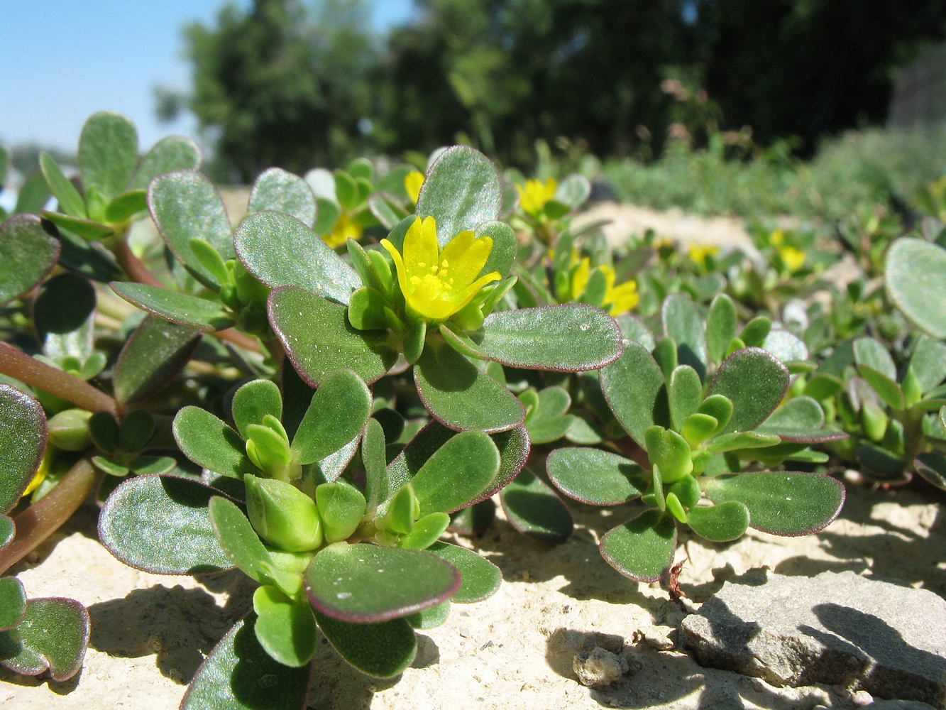 Image of Portulaca oleracea specimen.