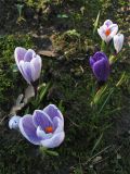 Crocus vernus