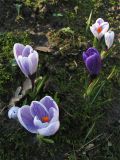 Crocus vernus. Цветущие растения (культивары). Нидерланды, Гронинген, в культуре. 10 февраля 2008 г.