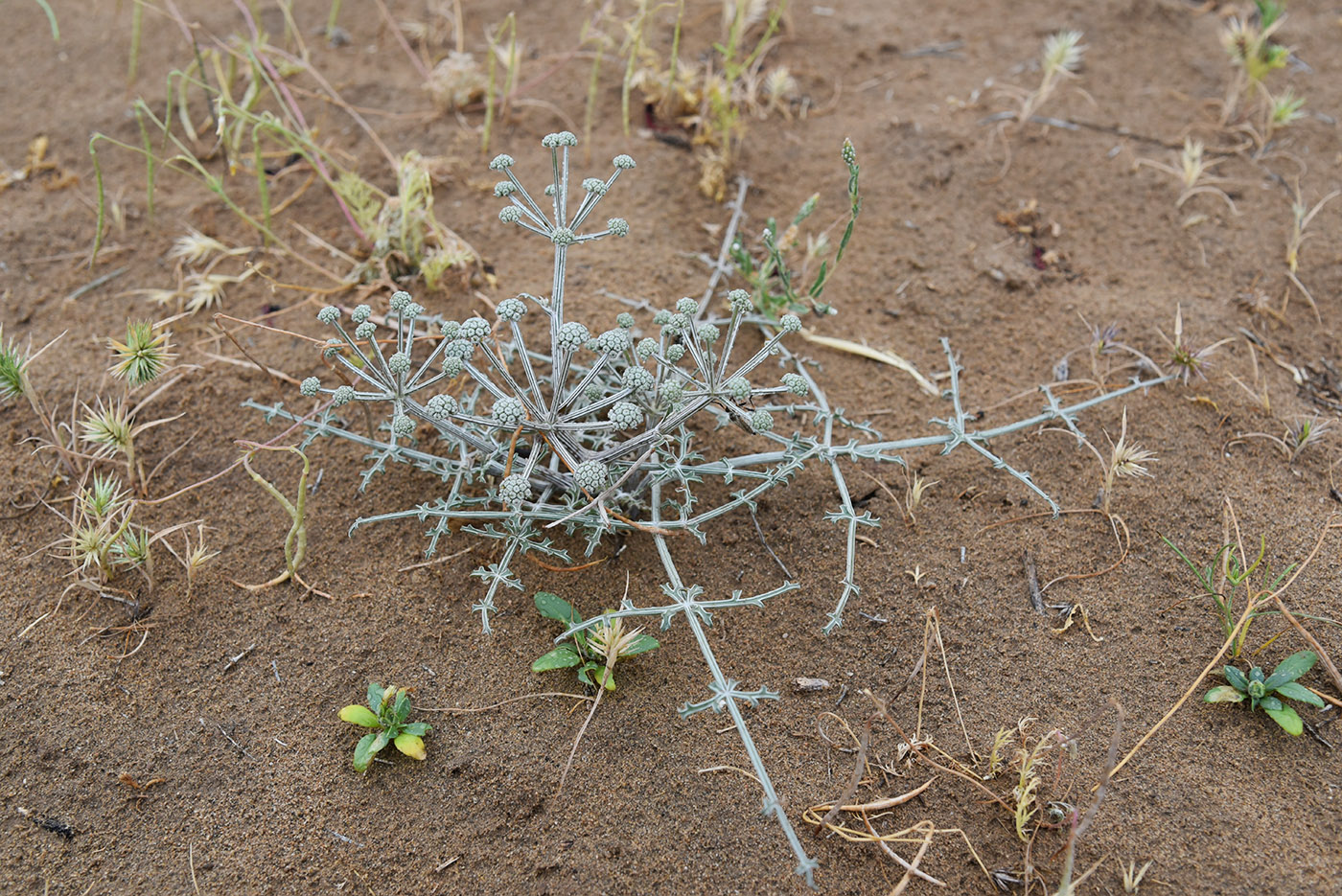 Изображение особи Ferula karelinii.