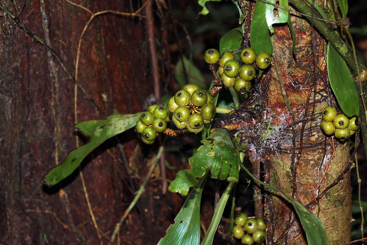 Image of genus Smilax specimen.