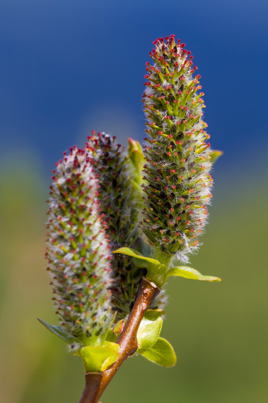 Image of genus Salix specimen.