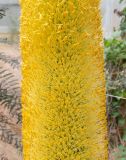 Agave vilmoriniana