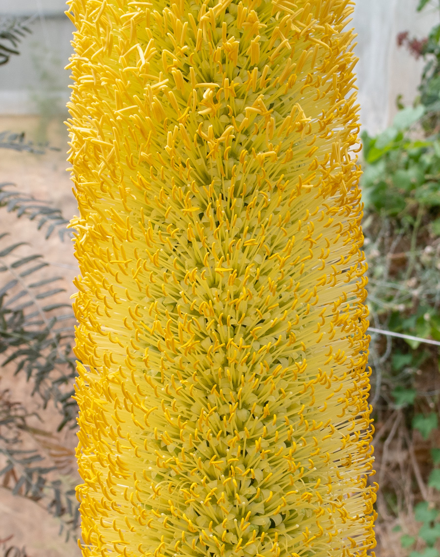 Image of Agave vilmoriniana specimen.