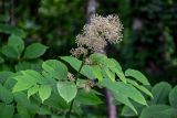 Aralia cordata. Верхушка побега с отцветающим соцветием с формирующимися плодами. Курильские о-ва, о-в Кунашир, берег оз. Лагунное, опушка широколиственного леса. 18.08.2022.