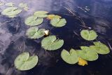 Nymphaea candida