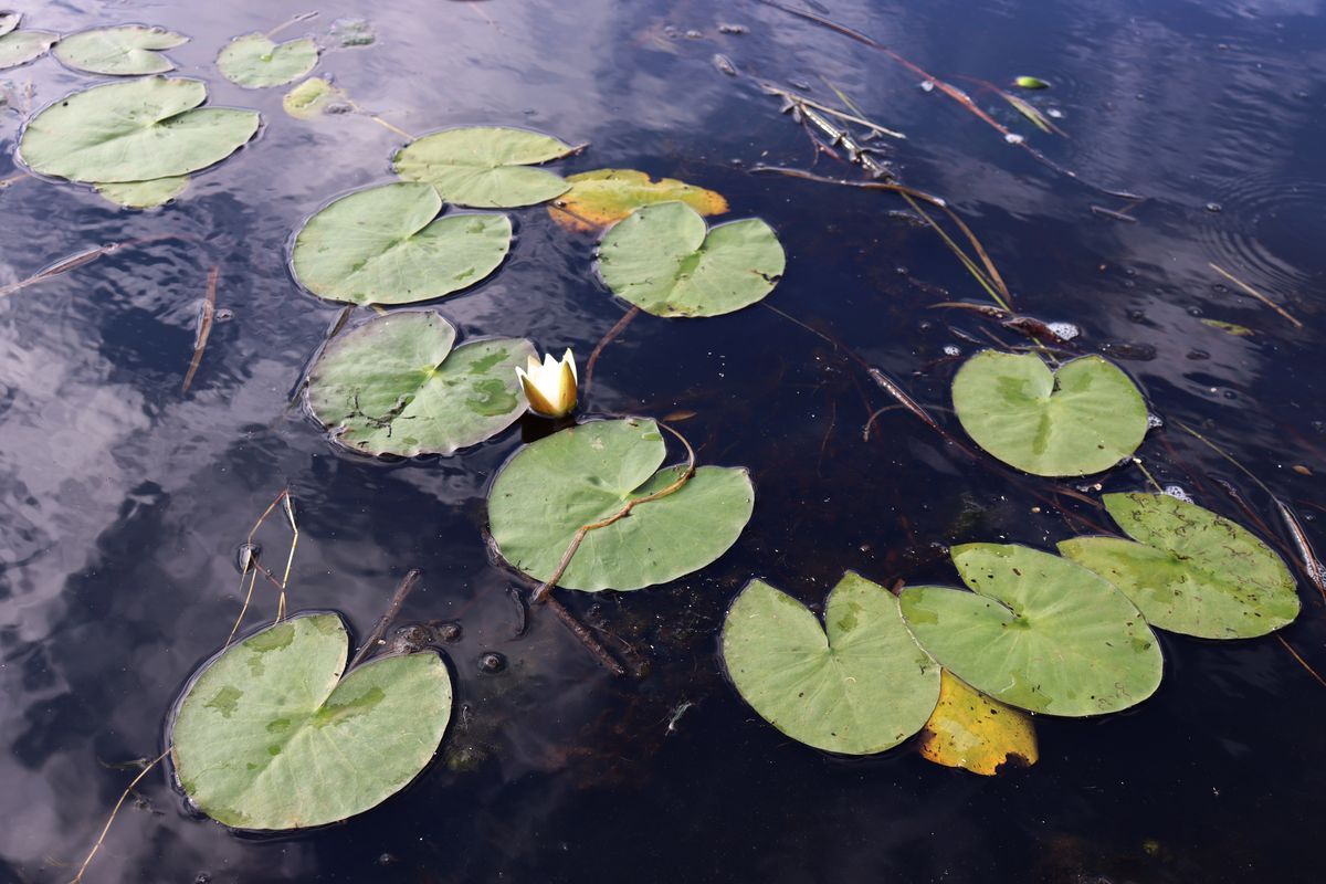 Image of Nymphaea candida specimen.