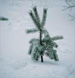 Pinus sylvestris. Молодое растение с заледеневшими и заснеженными побегами после зимнего дождя. Москва, окраина Жулебинского лесопарка. 27.12.2010.