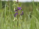 Verbascum phoeniceum. Верхушка соцветия. ДНР, окраина Бирючьей, правый склон Бирючьей балки, целинная степь. 13.06.2021.