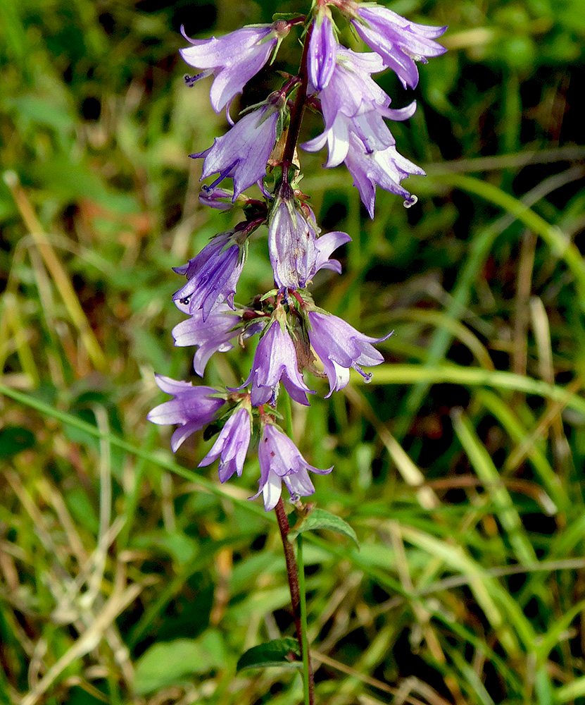 Image of Campanula ruthenica specimen.
