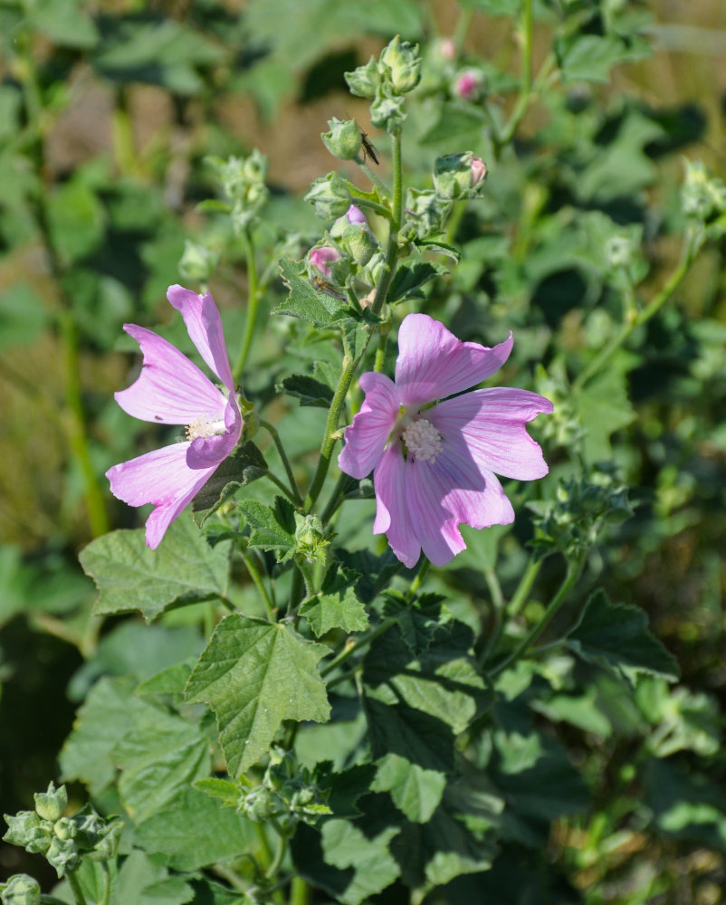 Image of Malva thuringiaca specimen.