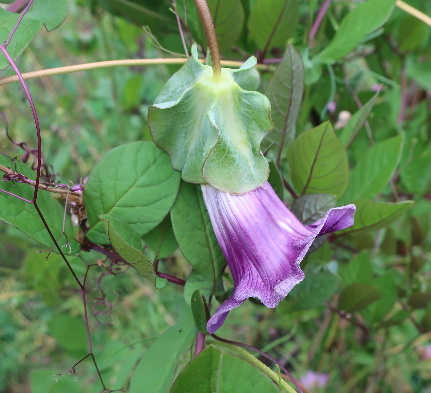 Изображение особи Cobaea scandens.