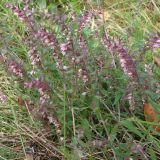 Odontites vulgaris