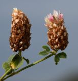 Trifolium argutum
