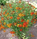 Helenium autumnale