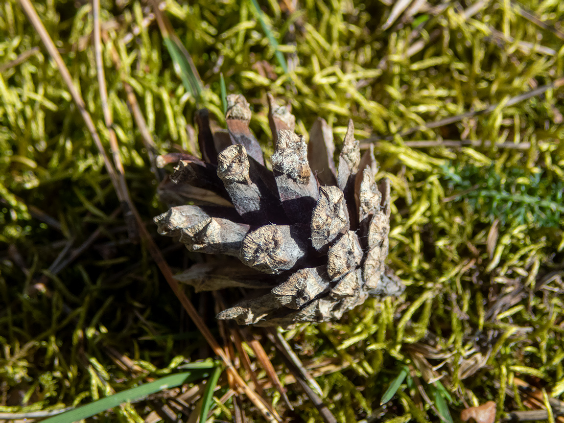 Image of genus Pinus specimen.