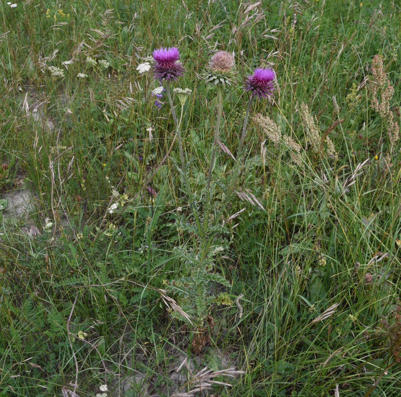 Image of Carduus thoermeri specimen.