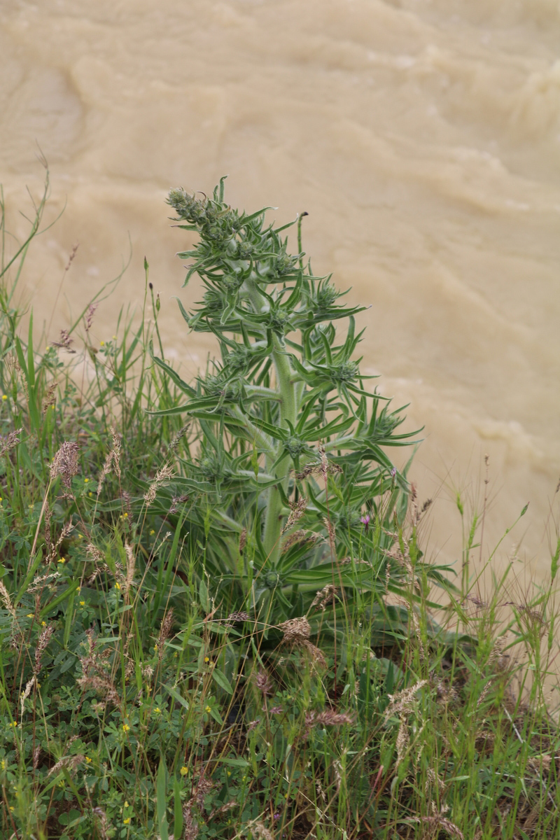 Image of Echium italicum specimen.