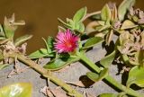 Aptenia × vascosilvae. Верхушка побега с цветком. Египет, мухафаза Эль-Гиза, оазис Бахария, в культуре. 01.05.2023.
