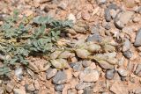 Astragalus ferganensis. Часть растения с плодами. Таджикистан, Согдийская обл., Исфара, глинисто-каменистый склон. 1 мая 2023 г.