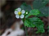 Fragaria vesca