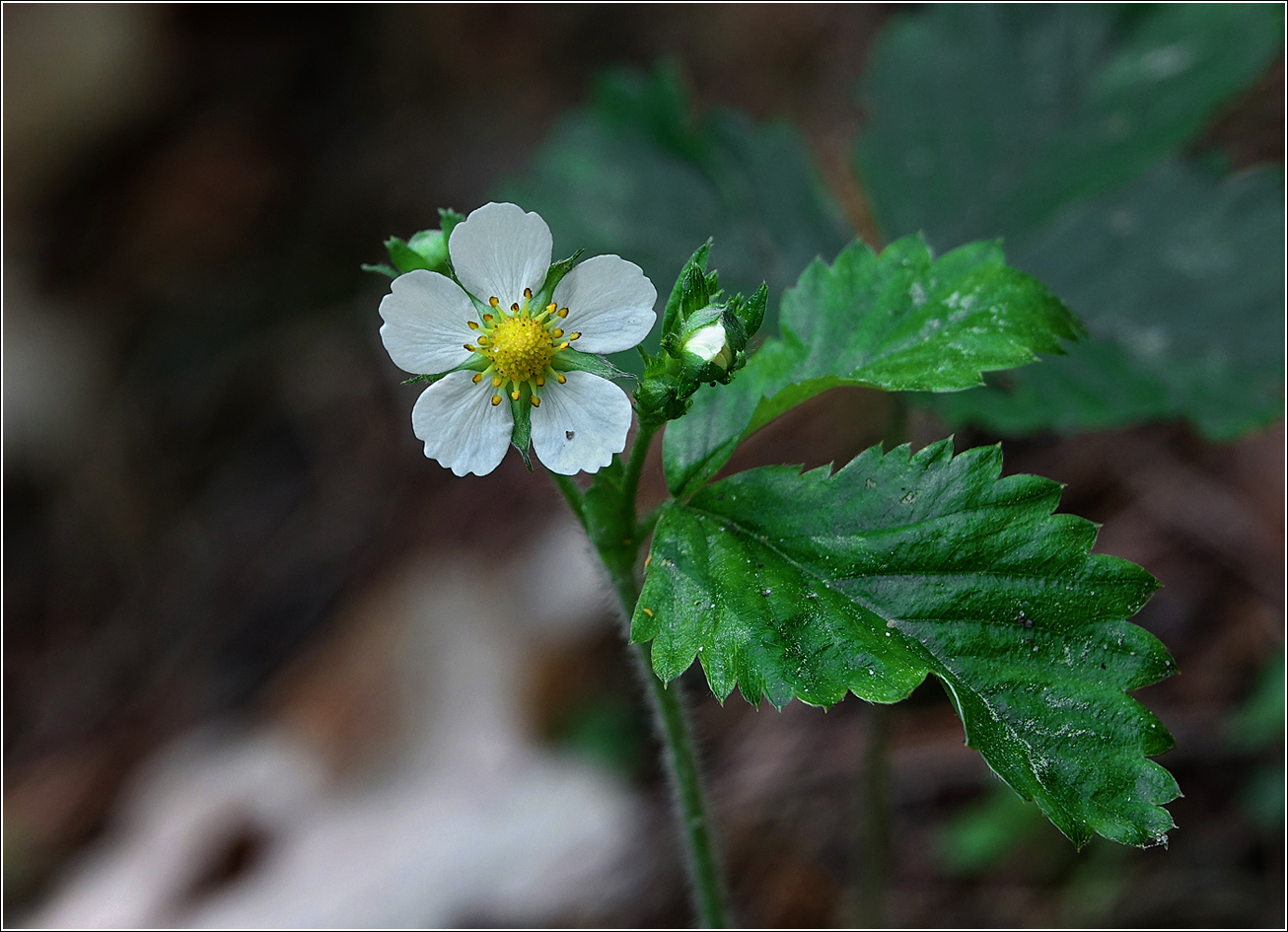 Image of Fragaria vesca specimen.