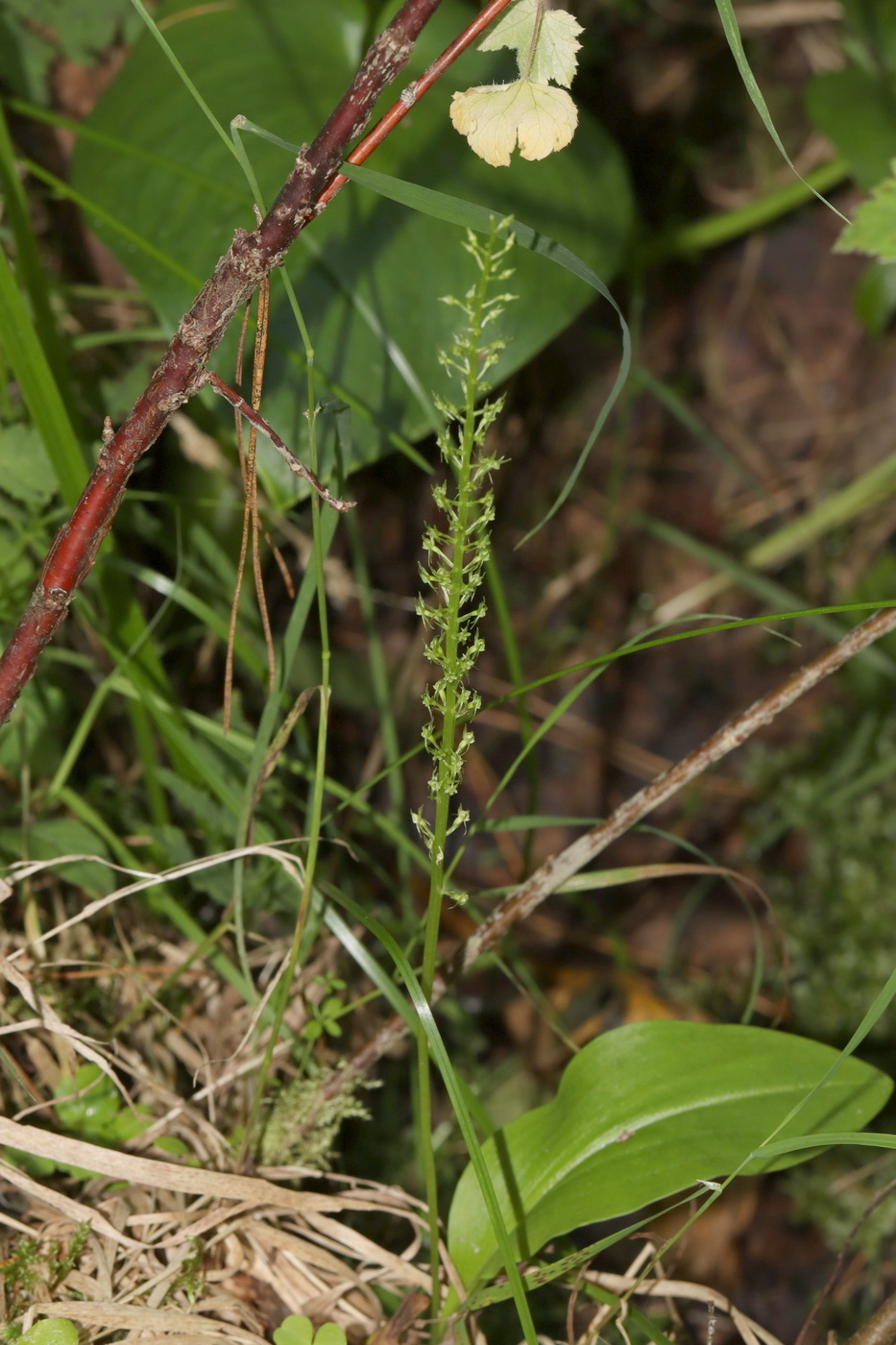 Image of Malaxis monophyllos specimen.