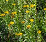 Inula aspera