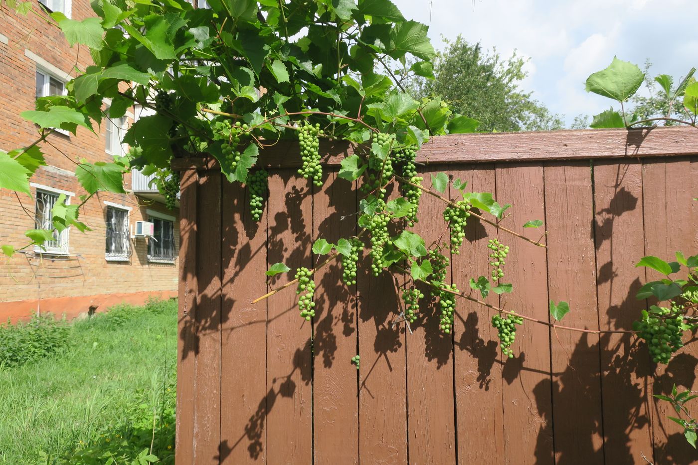 Image of Vitis vinifera specimen.