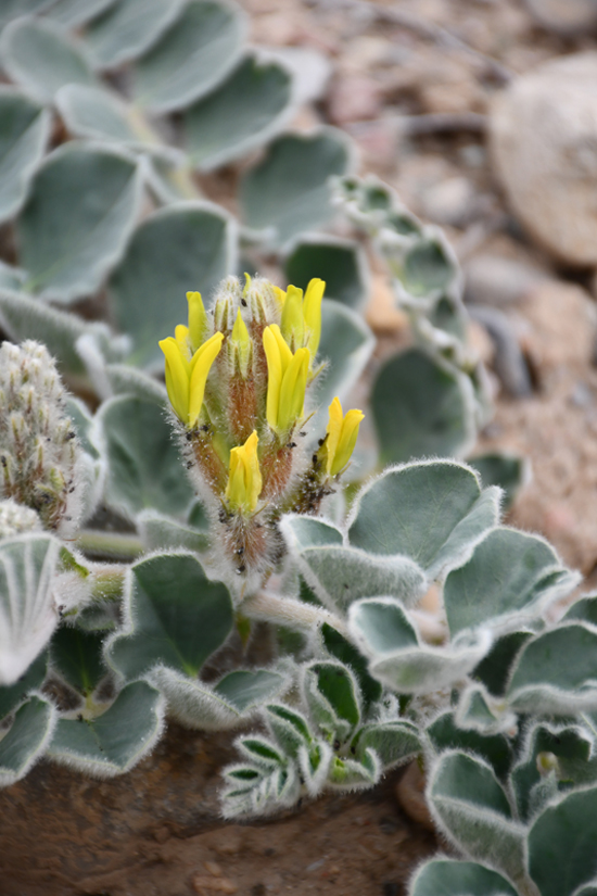 Изображение особи Astragalus kahiricus.