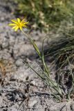 род Tragopogon. Цветущее растение. Кабардино-Балкария, Эльбрусский р-н, долина р. Ирик, склон речной террасы. 20.08.2023.