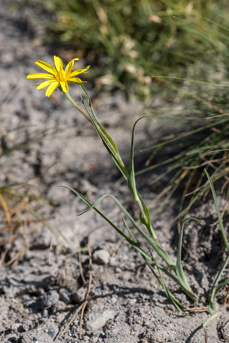 Изображение особи род Tragopogon.