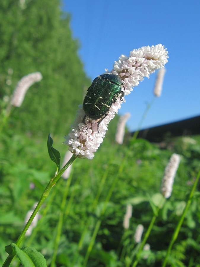 Изображение особи Bistorta officinalis.