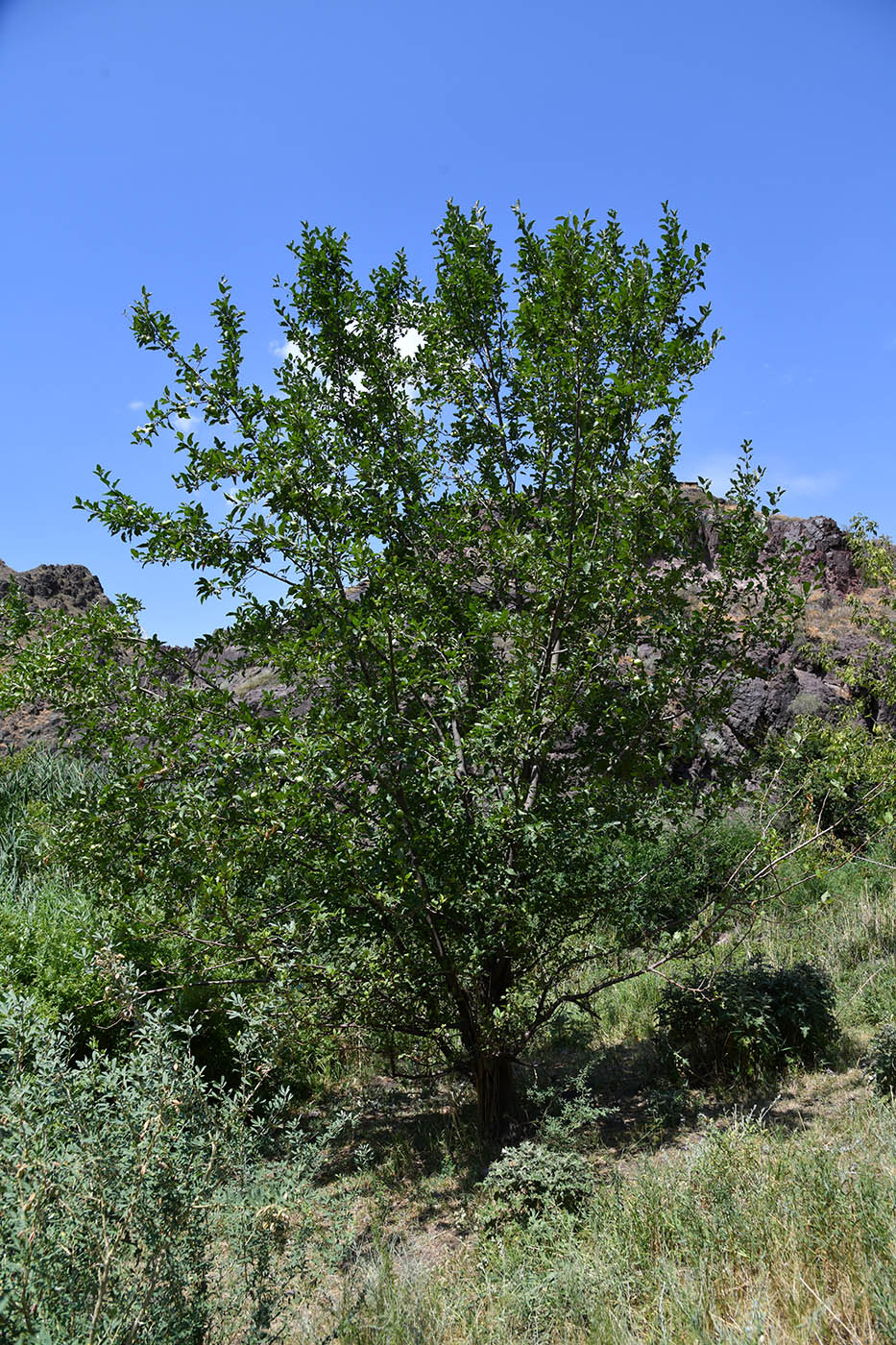 Image of Malus sieversii specimen.