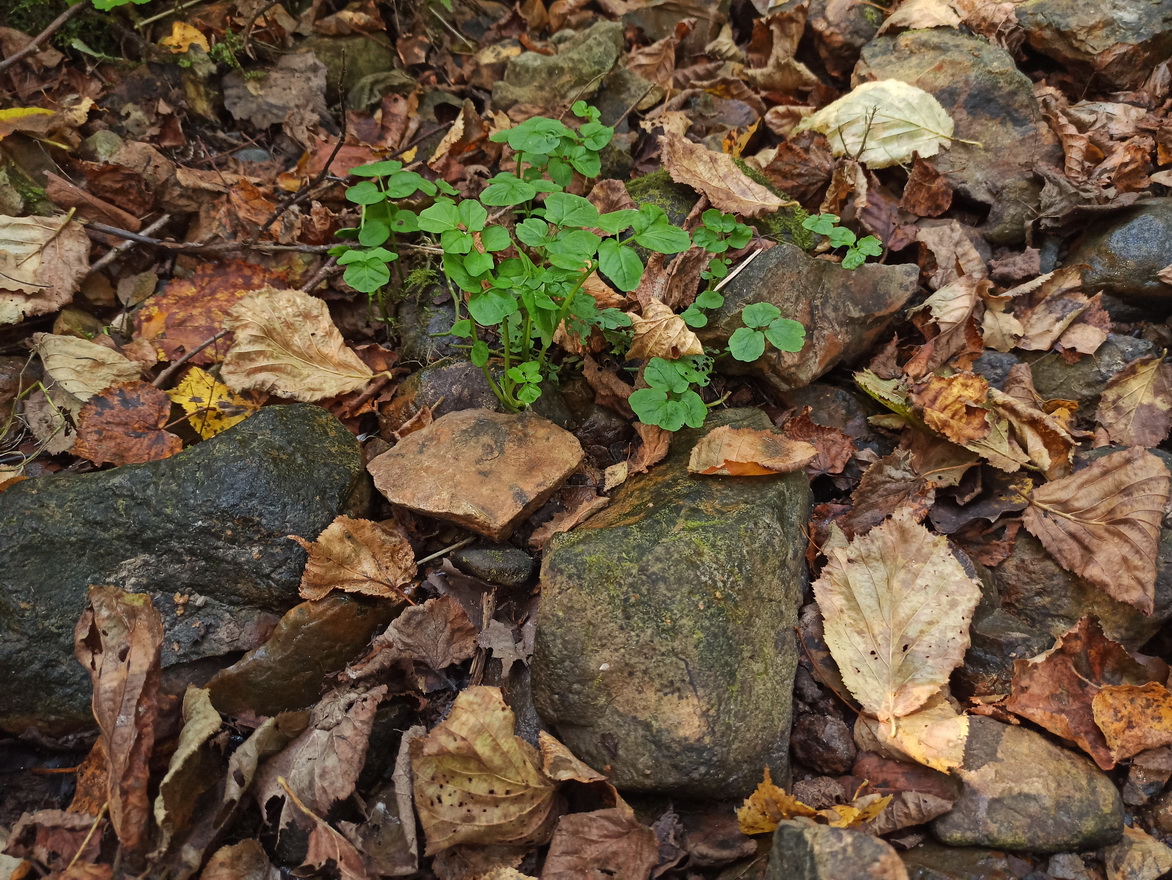 Изображение особи Cardamine amara.