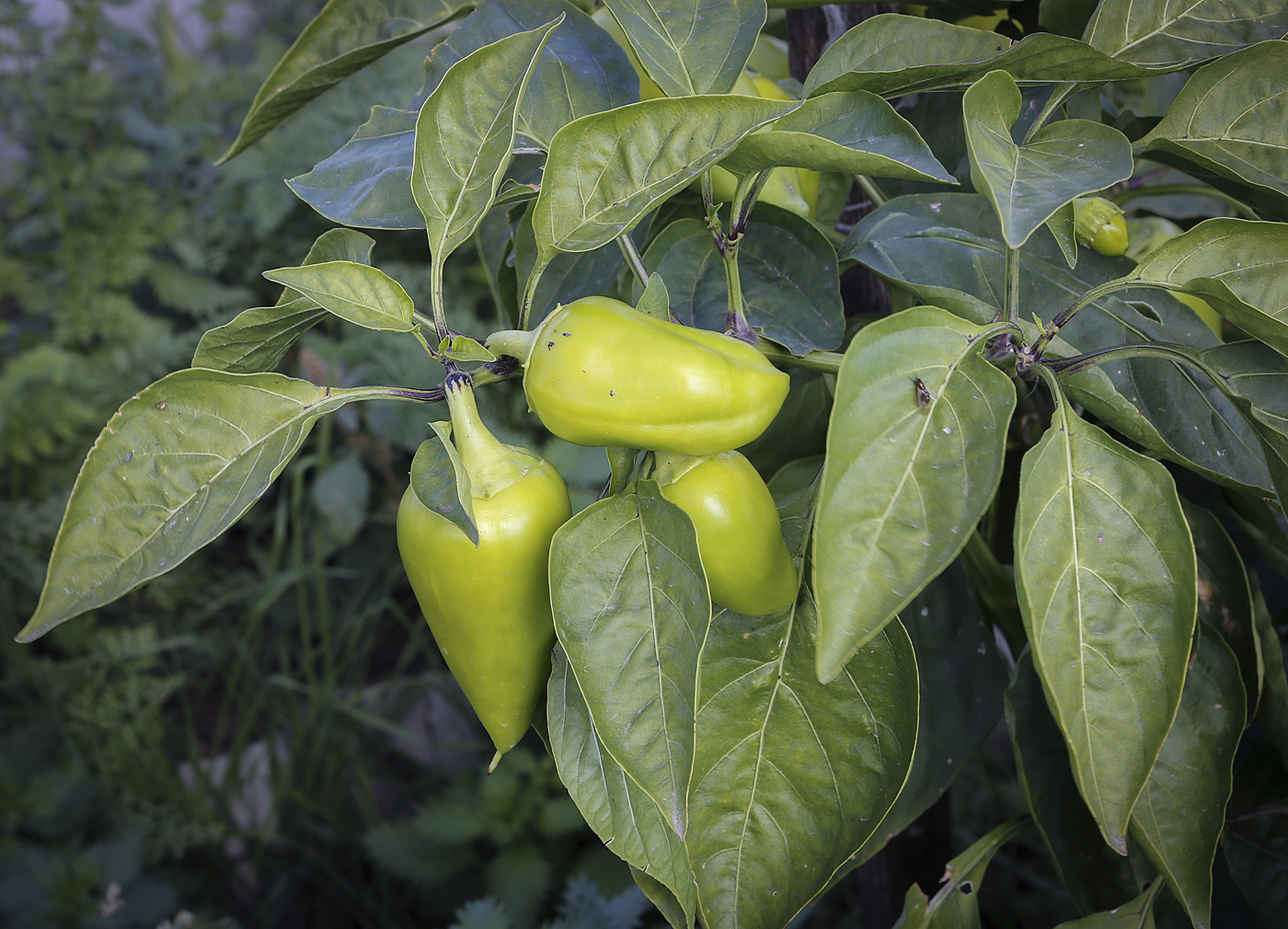 Изображение особи Capsicum annuum.