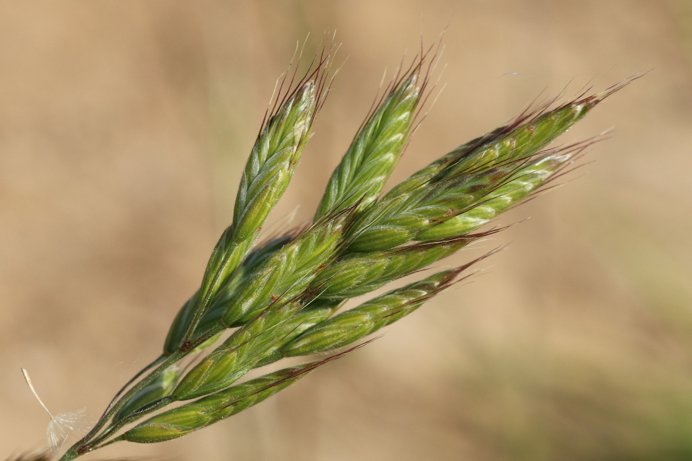 Image of Bromus hordeaceus specimen.