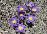 Pulsatilla patens